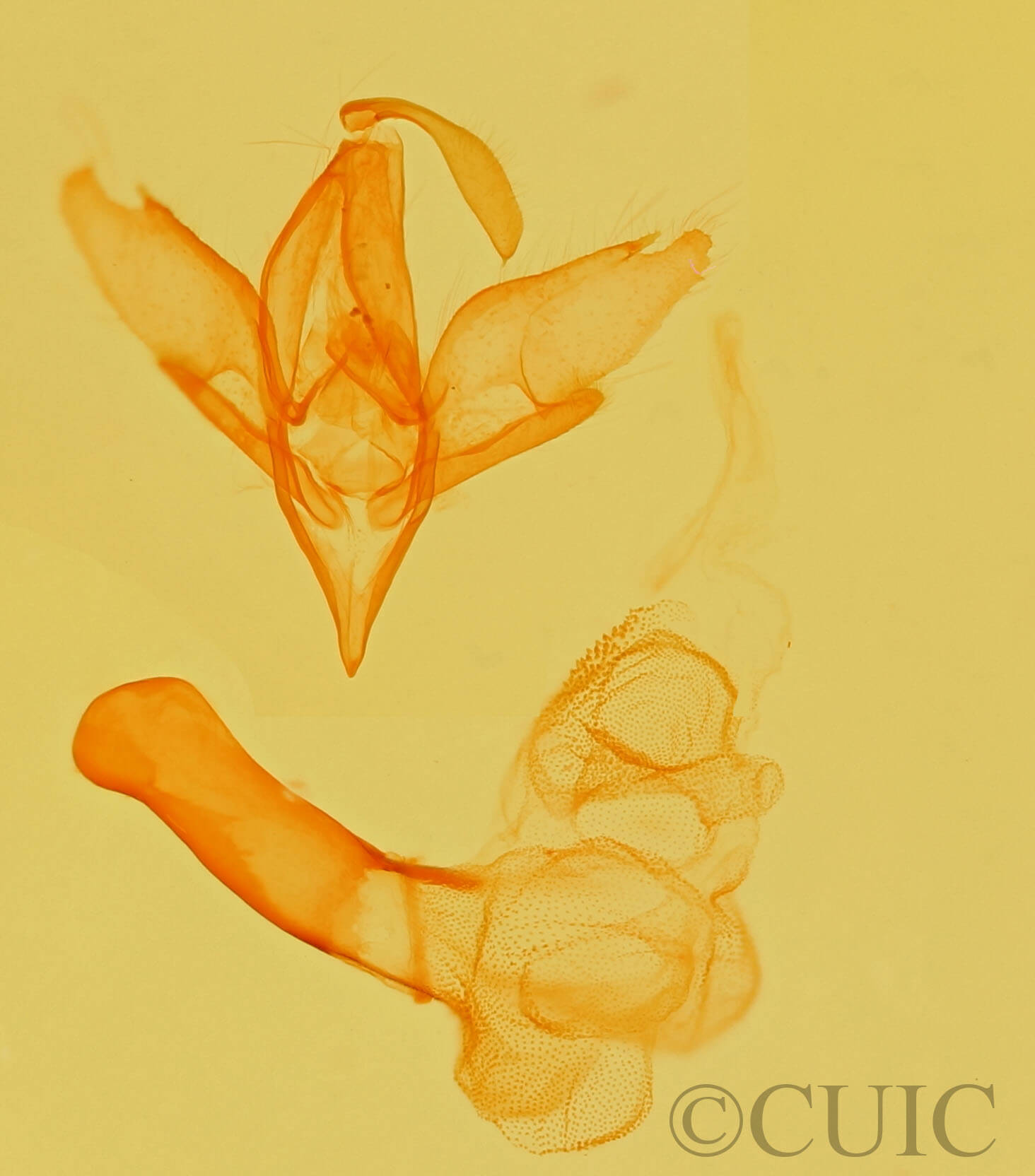 genitalia view of adult Idia aemula