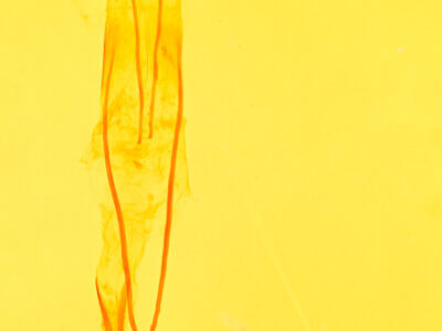 genitalia view of adult Idia aemula