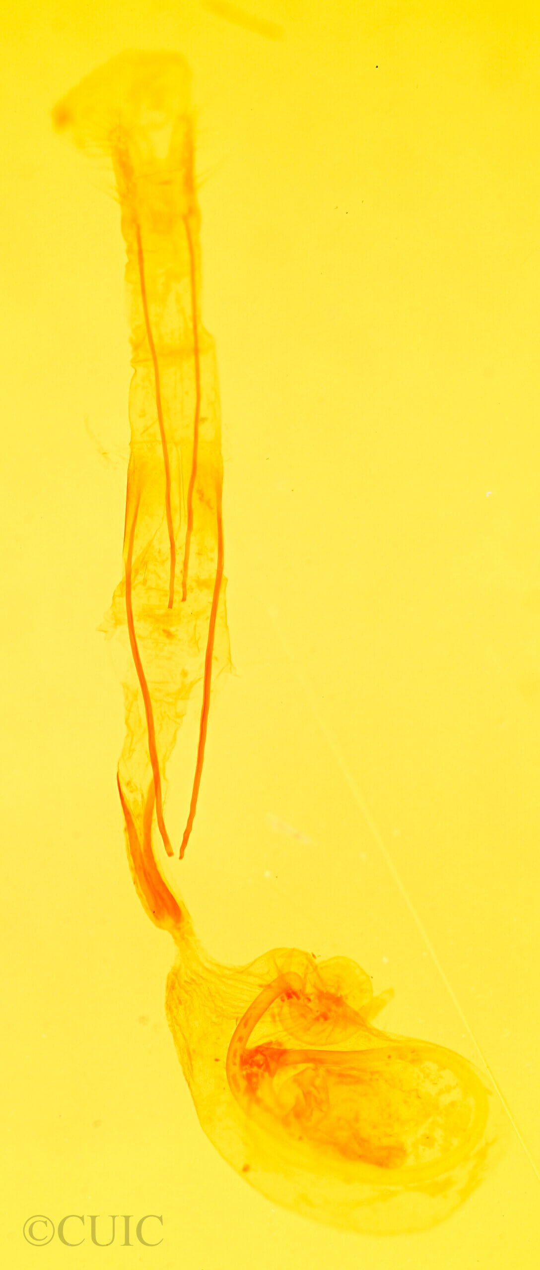 genitalia view of adult Idia aemula