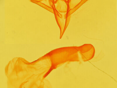 genitalia view of adult Idia aemula