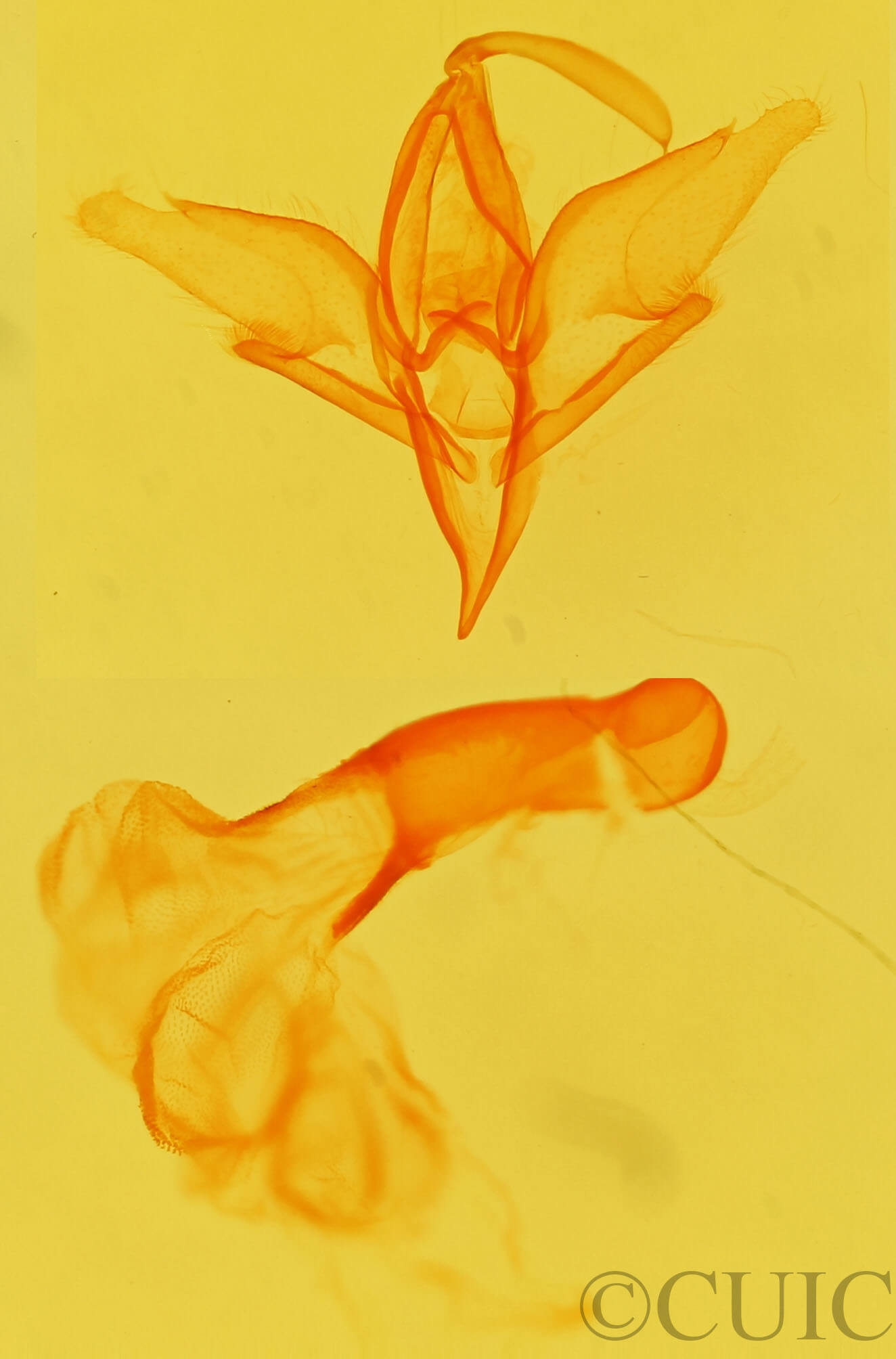 genitalia view of adult Idia aemula