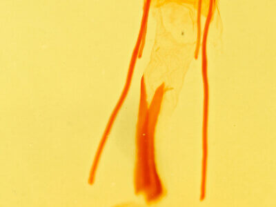 genitalia view of adult Idia aemula