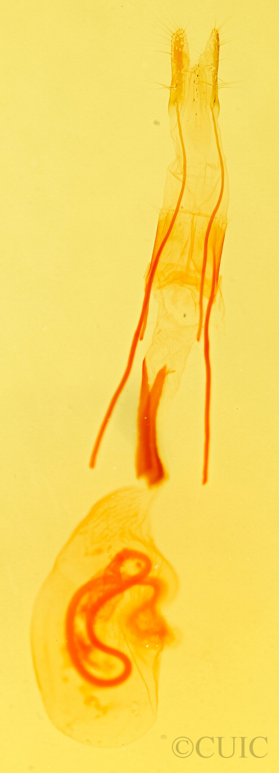 genitalia view of adult Idia aemula