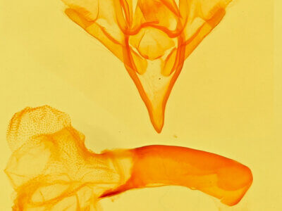 genitalia view of adult Idia aemula