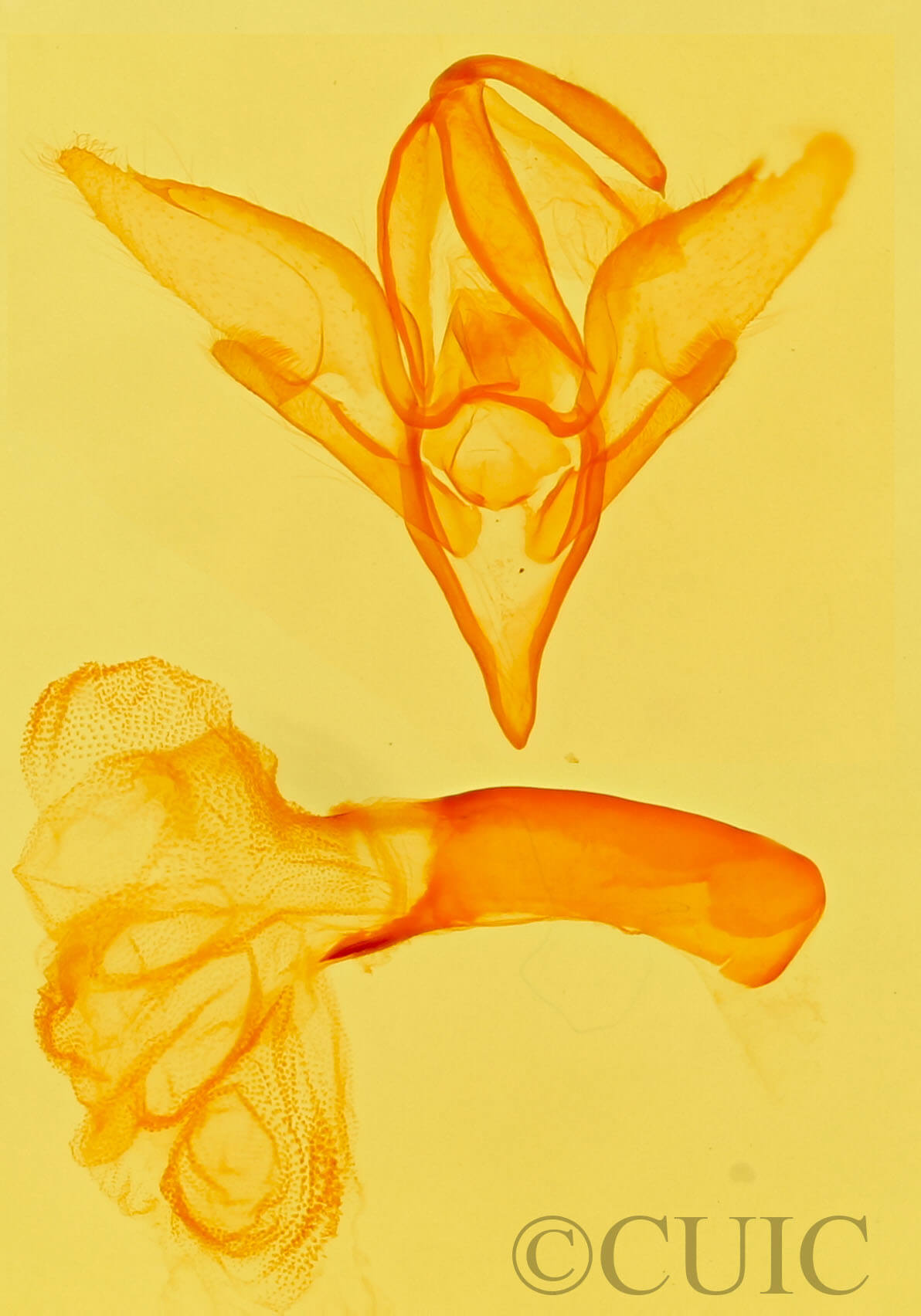 genitalia view of adult Idia aemula