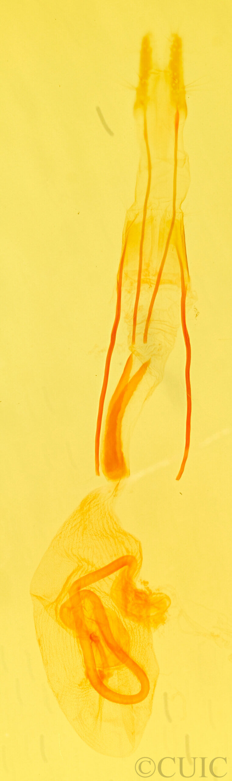 genitalia view of adult Idia aemula