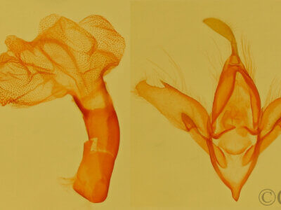 genitalia view of adult Idia aemula