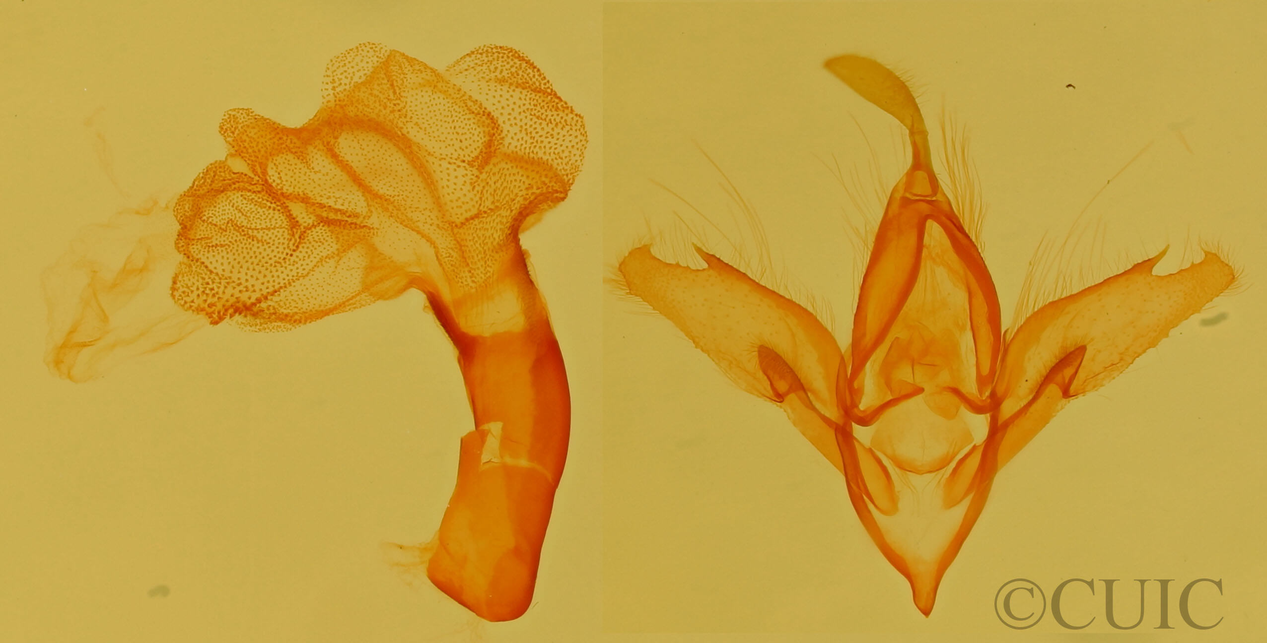 genitalia view of adult Idia aemula