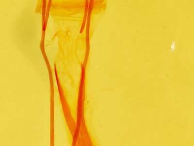 genitalia view of adult Idia aemula