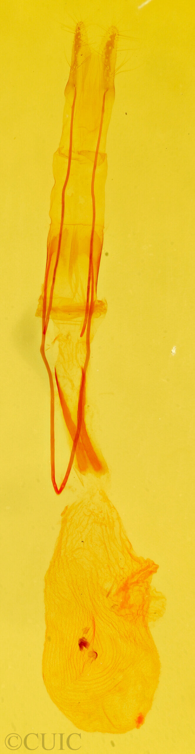 genitalia view of adult Idia aemula