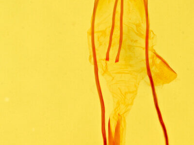 genitalia view of adult Idia aemula