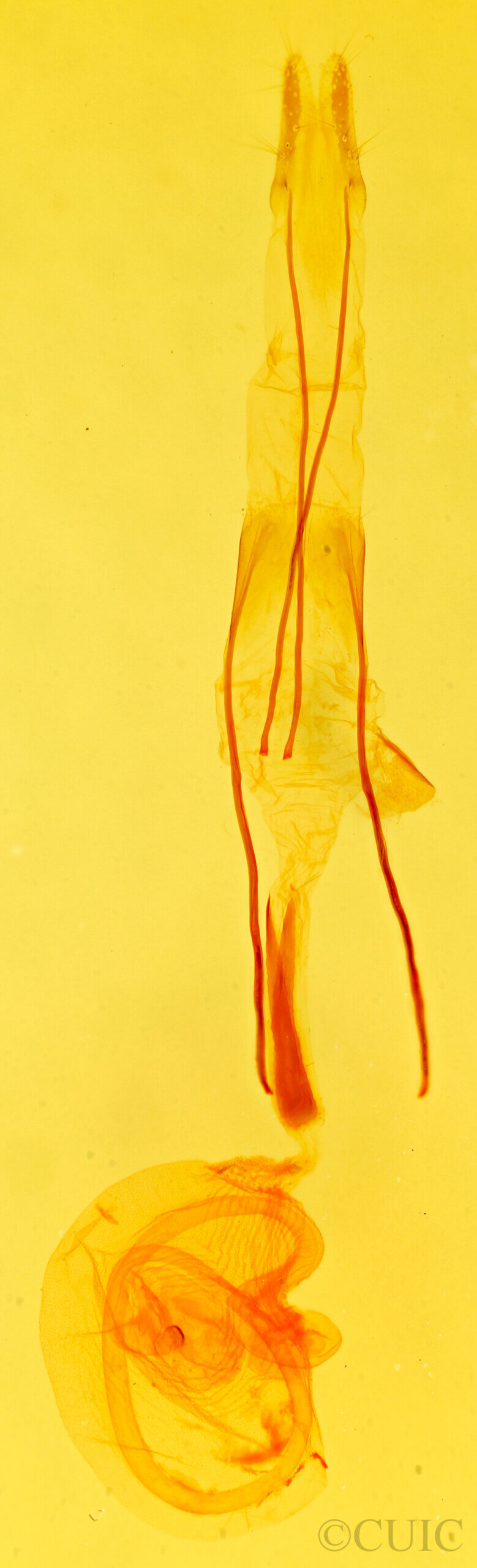 genitalia view of adult Idia aemula