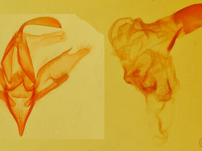 genitalia view of adult Idia aemula