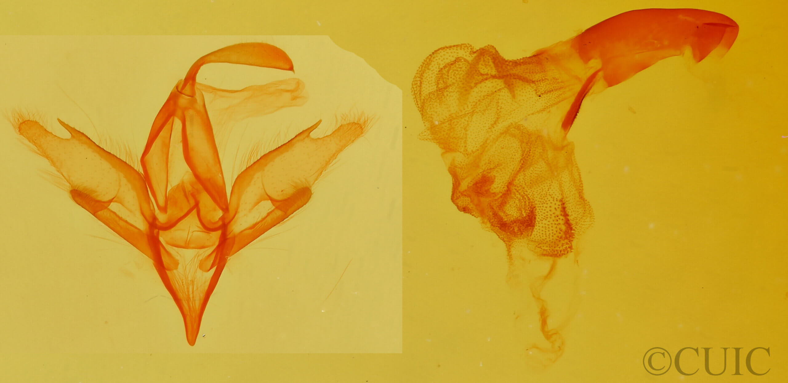 genitalia view of adult Idia aemula