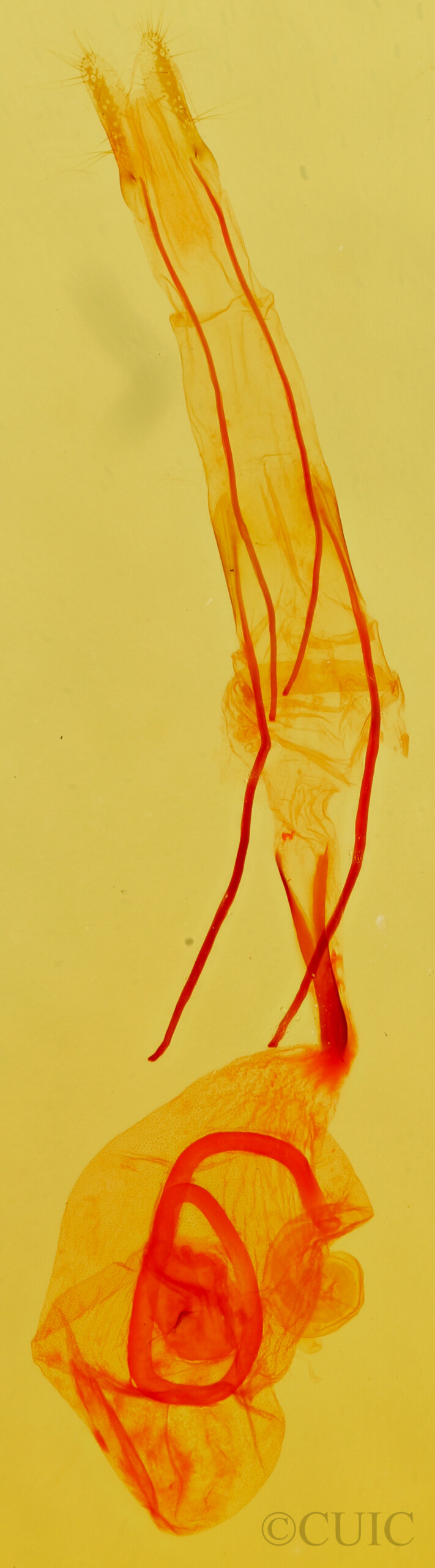 genitalia view of adult Idia aemula