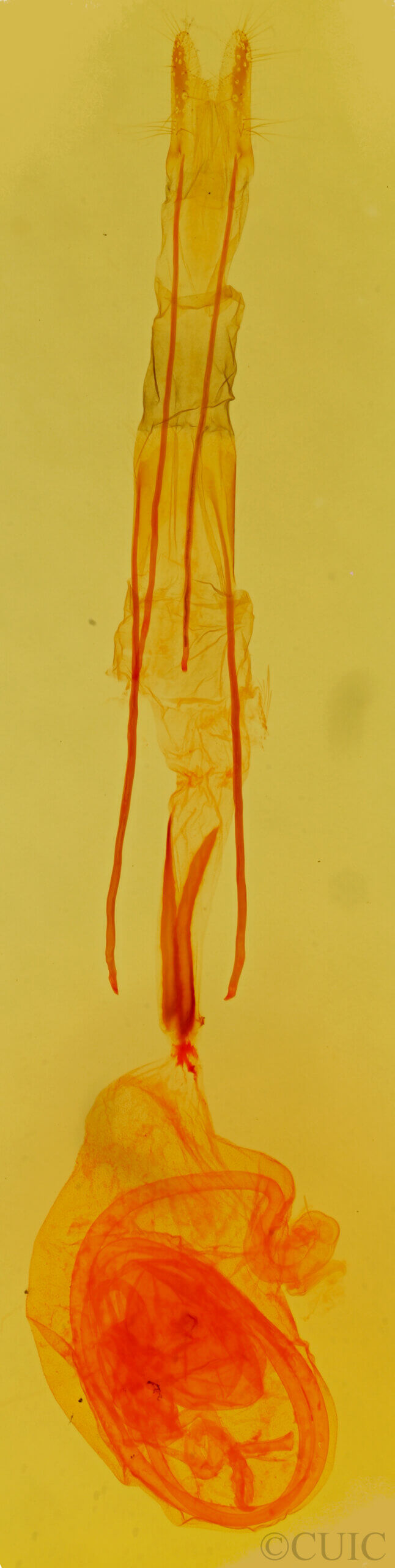 genitalia view of adult Idia aemula