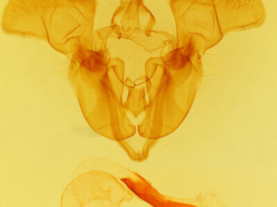 genitalia view of adult Mamestra curialis