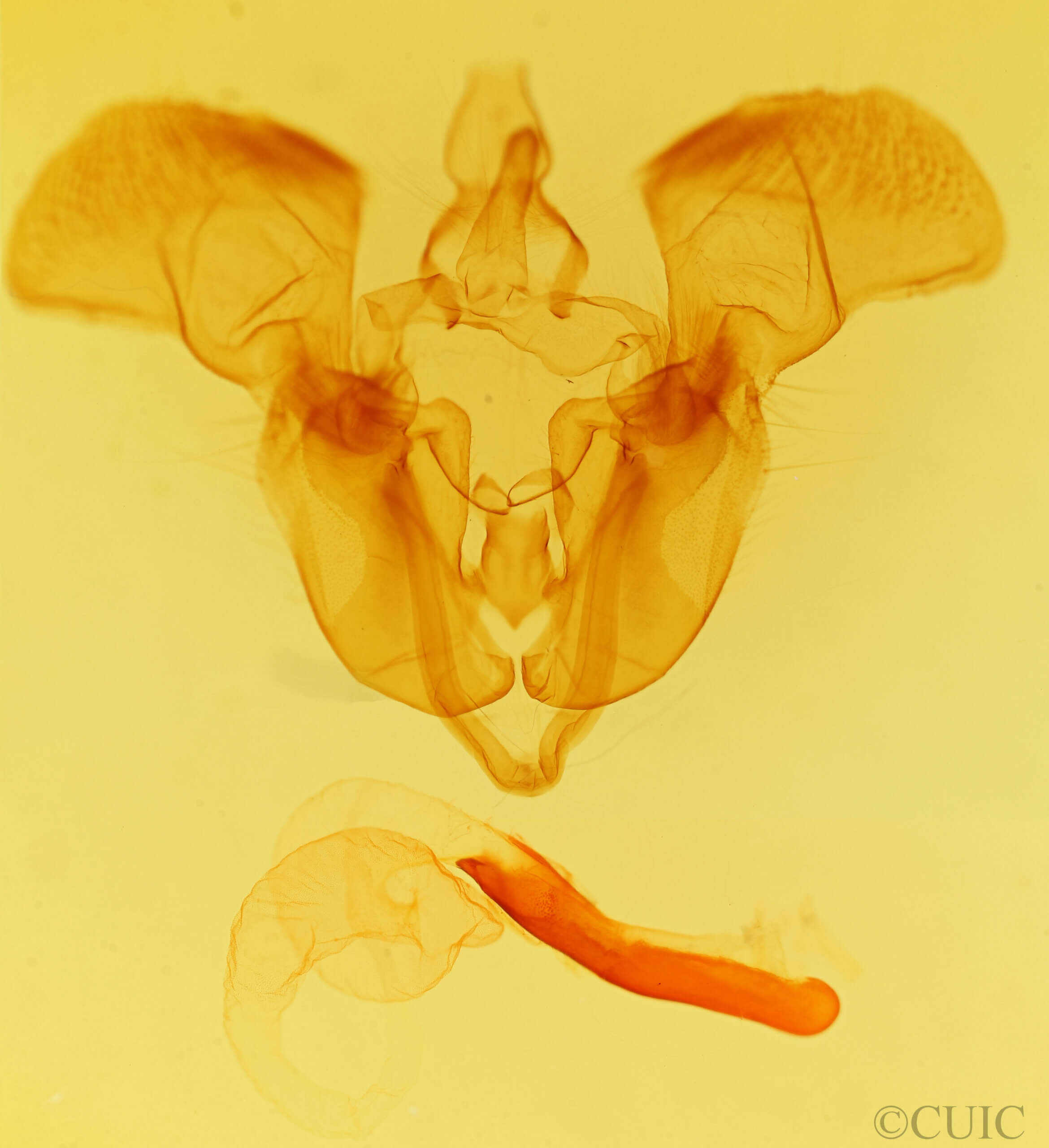 genitalia view of adult Mamestra curialis