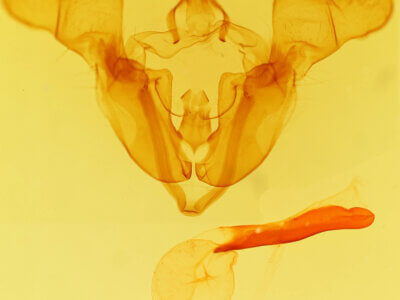 genitalia view of adult Mamestra curialis