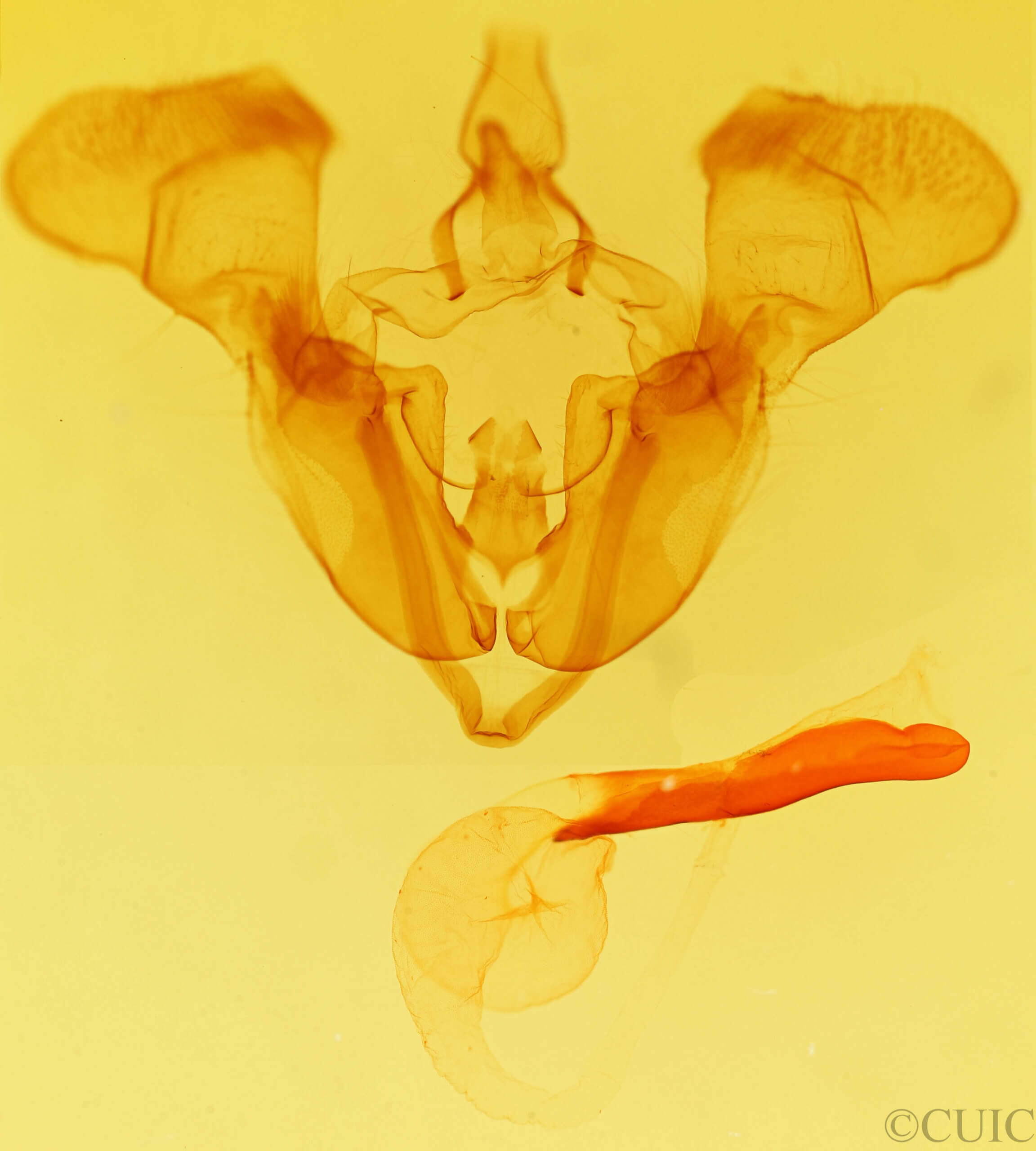 genitalia view of adult Mamestra curialis