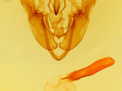 genitalia view of adult Mamestra configurata