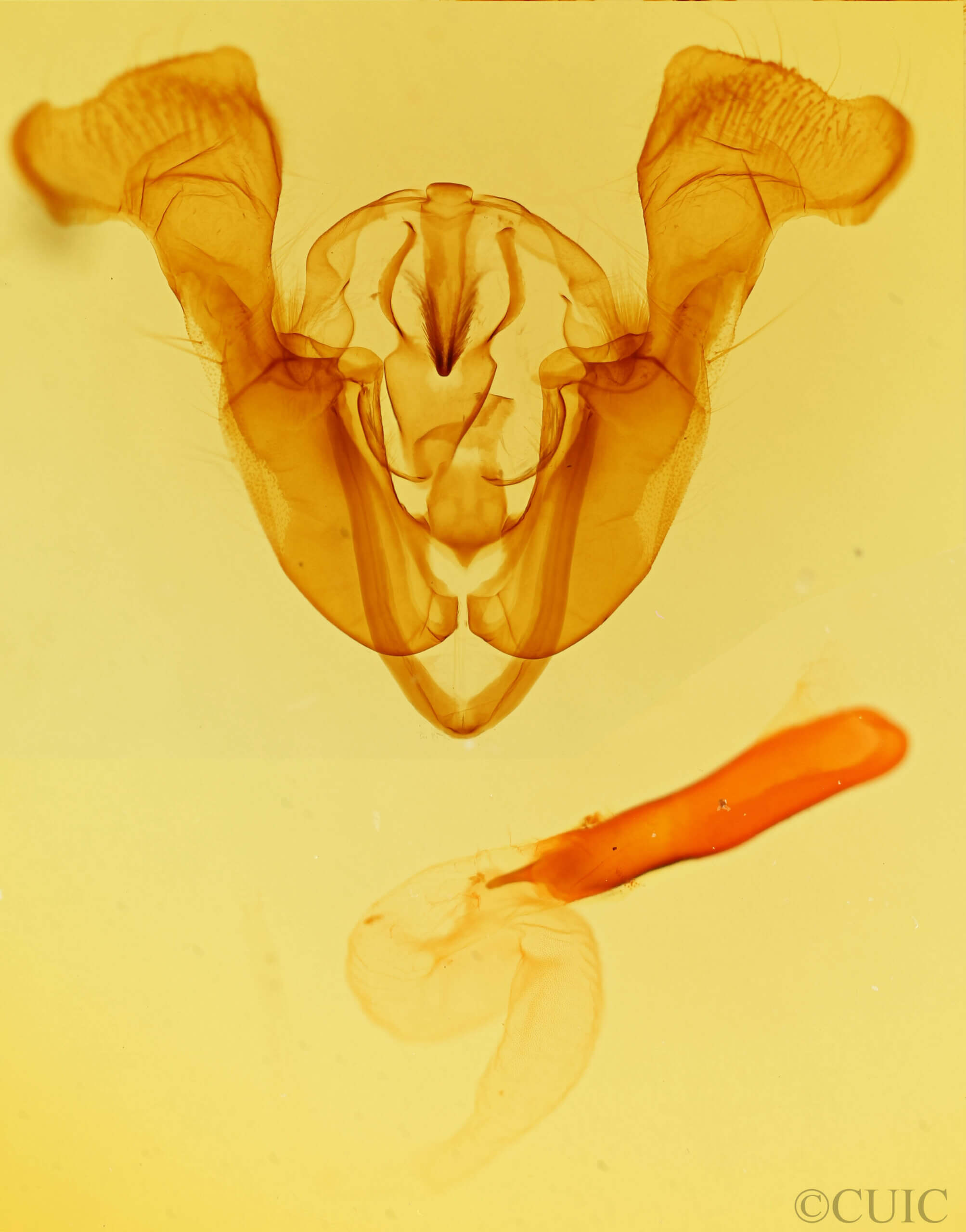 genitalia view of adult Mamestra configurata