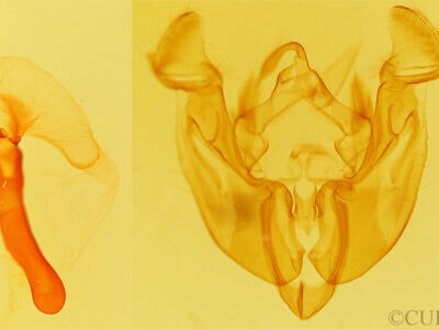 genitalia view of adult Apamea relicina