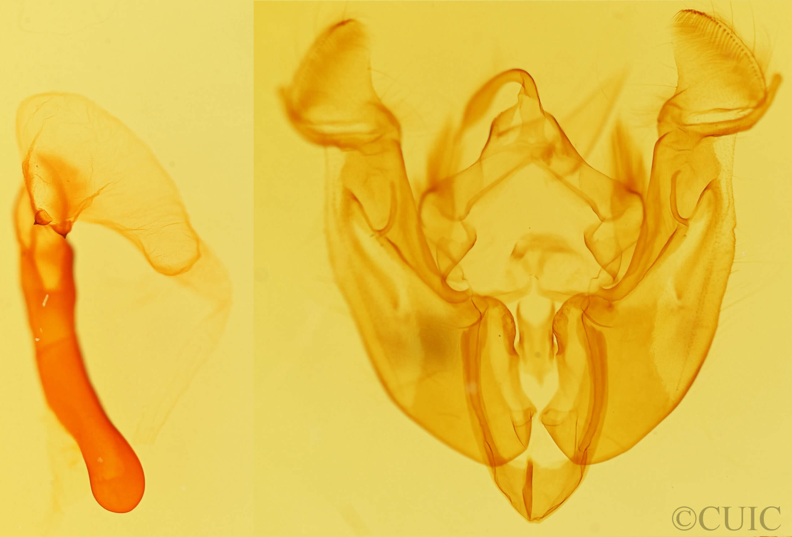 genitalia view of adult Apamea relicina