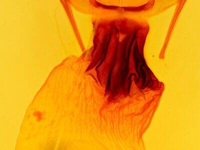 genitalia view of adult Apamea lateritia