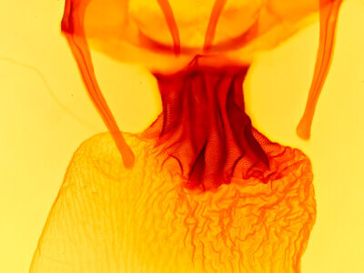 genitalia view of adult Apamea cogitata