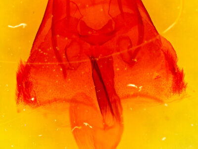 genitalia view of adult Apamea scolopacina