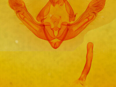 genitalia view of adult Pabulatrix pabulatricula