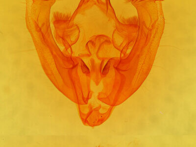 genitalia view of adult Apamea unanimis