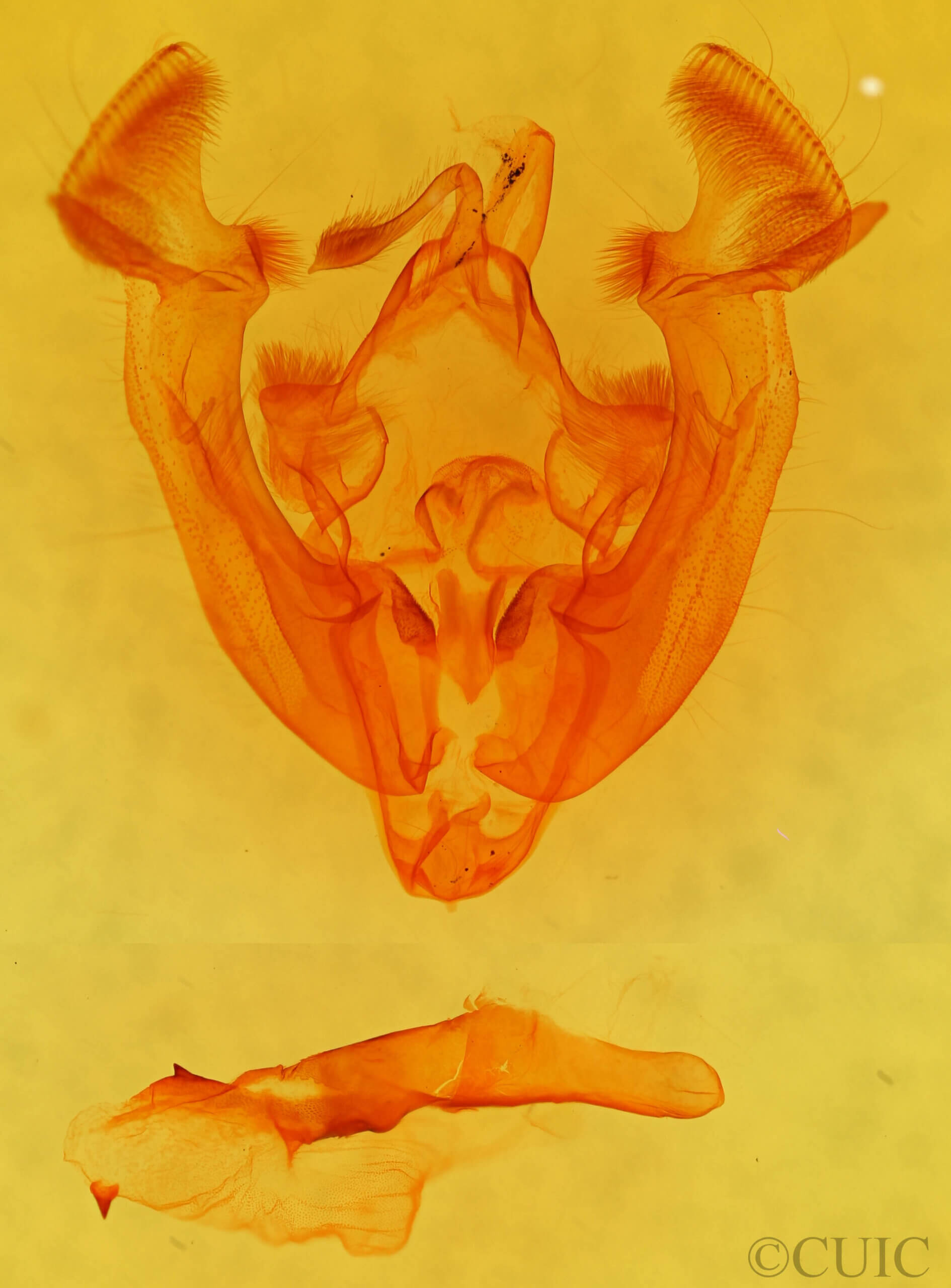 genitalia view of adult Apamea unanimis