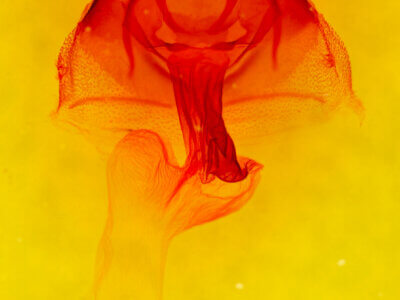 genitalia view of adult Apamea unanimis