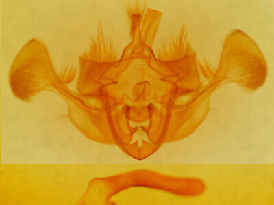 genitalia view of adult Mesapamea secalis