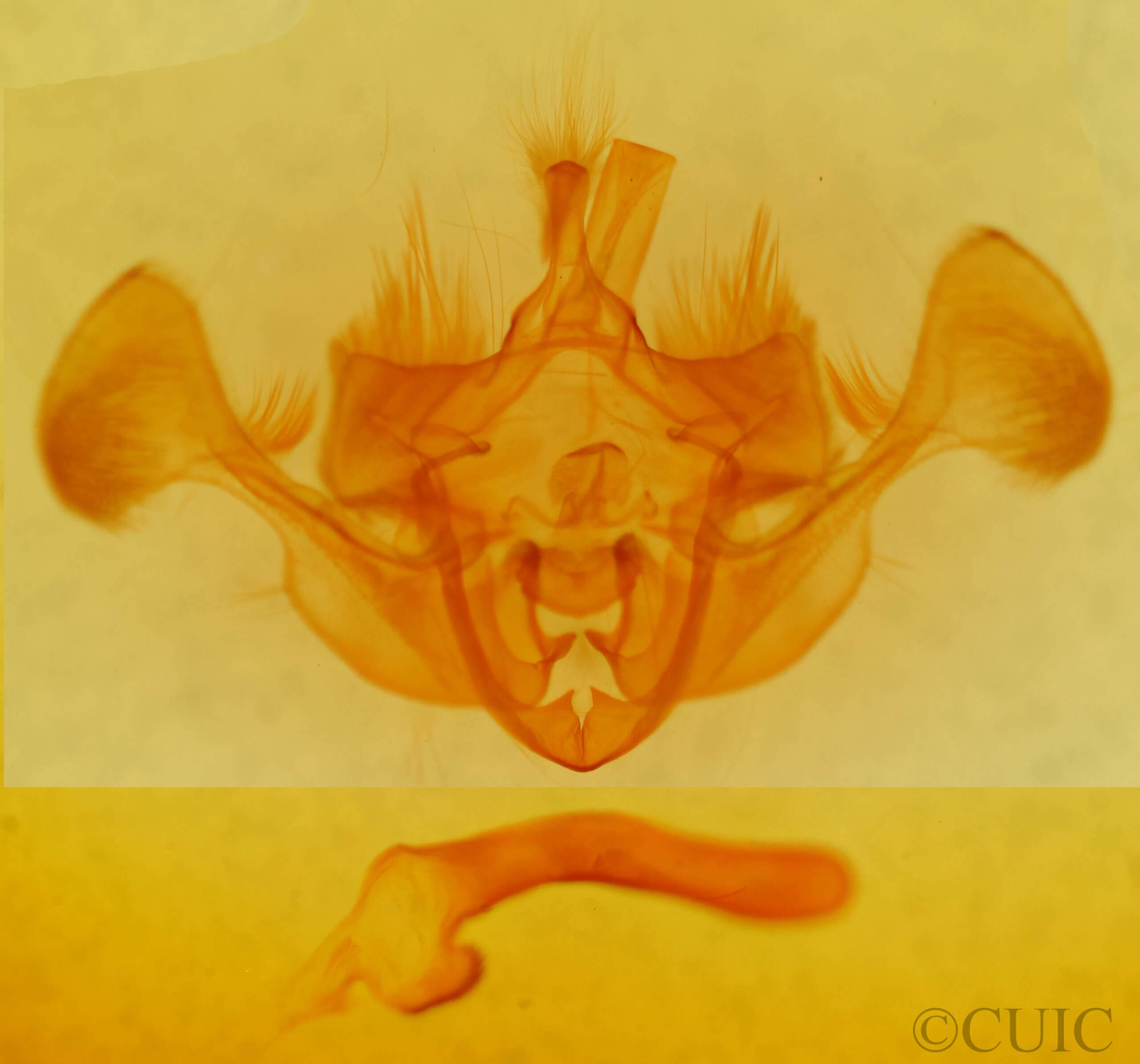 genitalia view of adult Mesapamea secalis