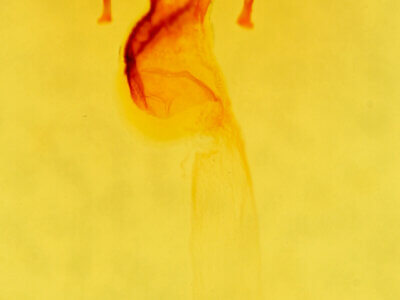 genitalia view of adult Mesapamea secalis