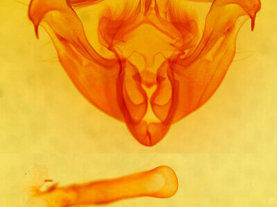 genitalia view of adult Lateroligia ophiogramma