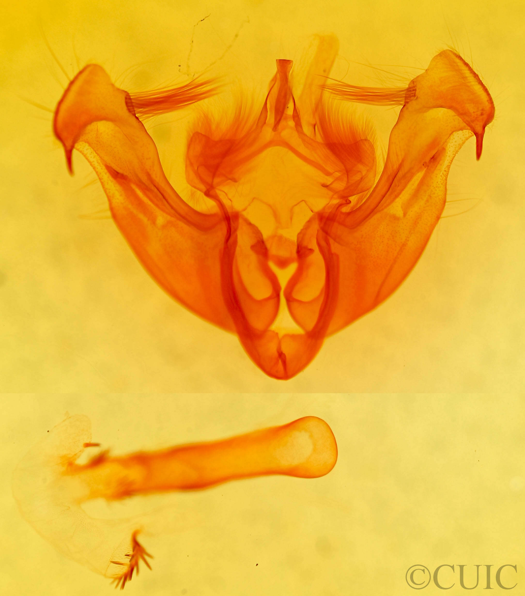 genitalia view of adult Lateroligia ophiogramma