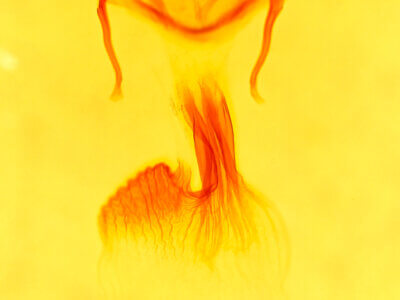 genitalia view of adult Lateroligia ophiogramma