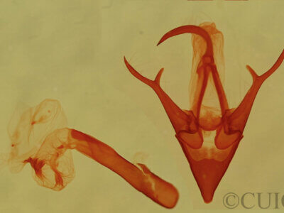 genitalia view of adult Marathyssa minus