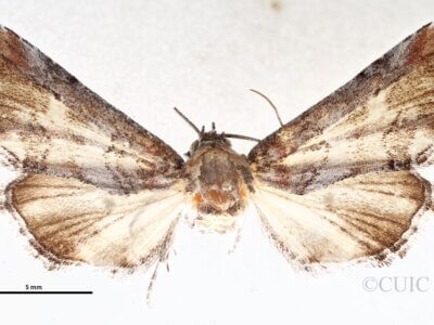 dorsal view of adult Marathyssa minus