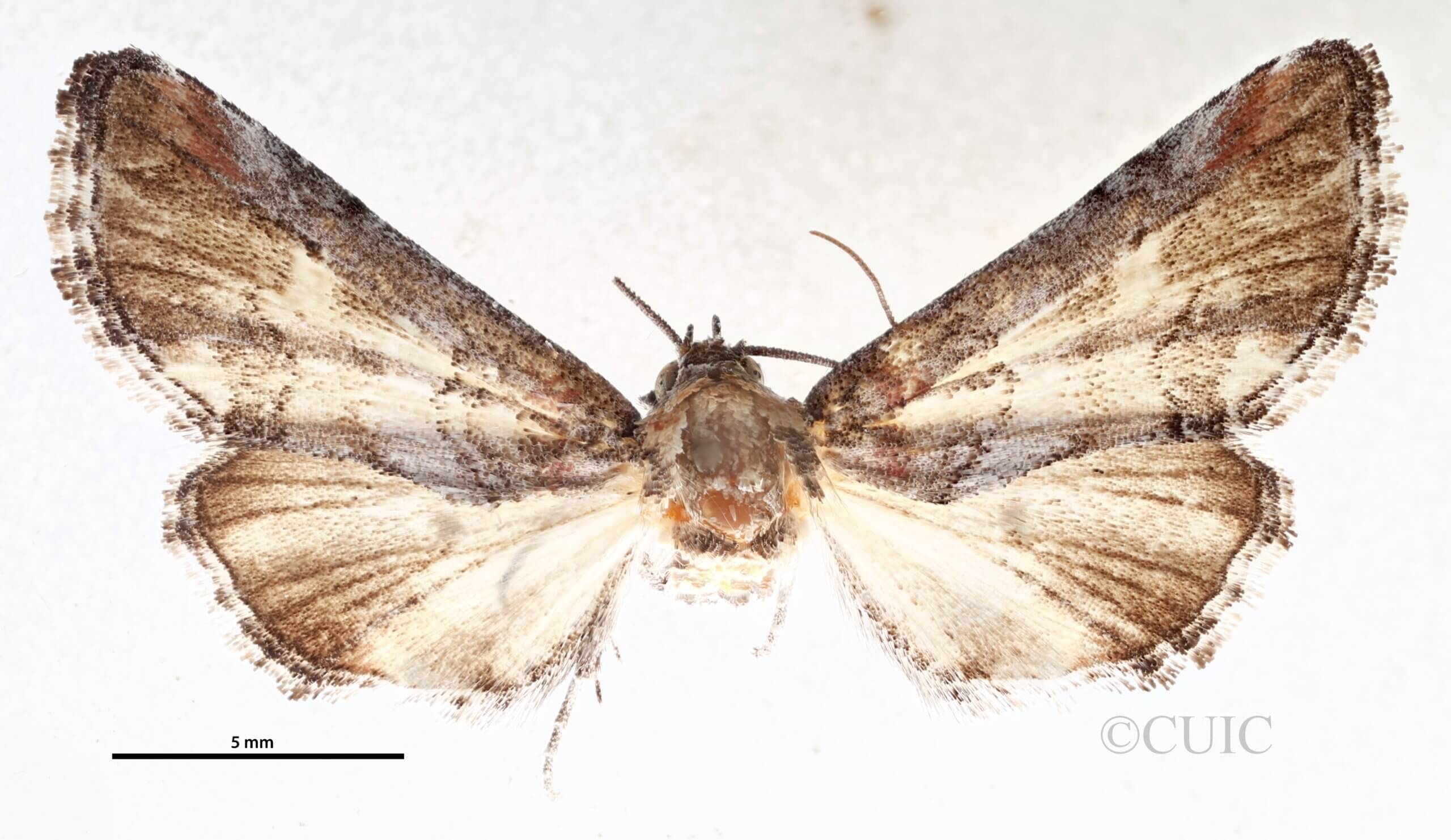 dorsal view of adult Marathyssa minus