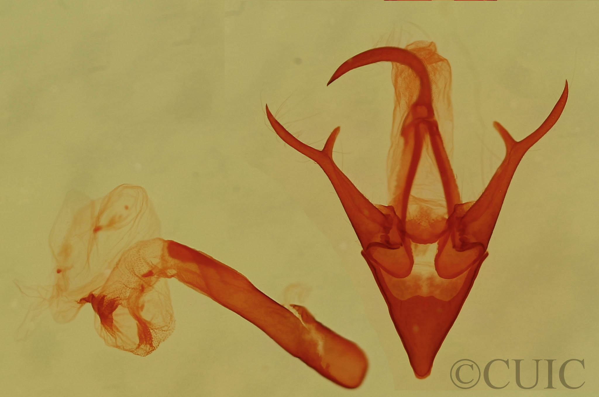 genitalia view of adult Marathyssa minus