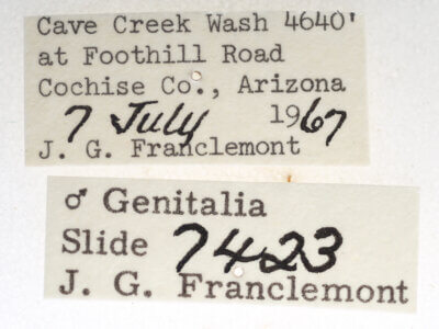 label view of adult Marathyssa minus