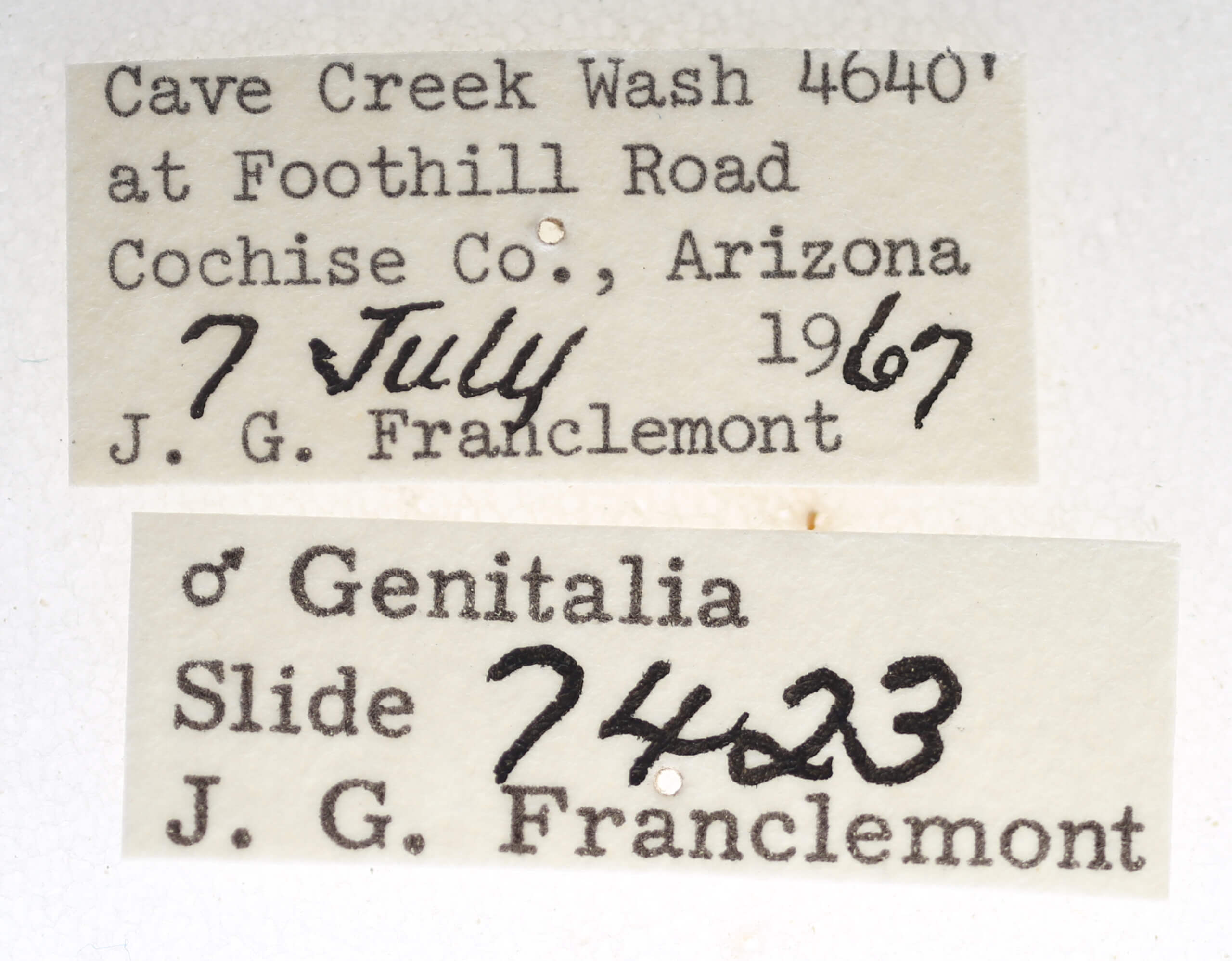 label view of adult Marathyssa minus