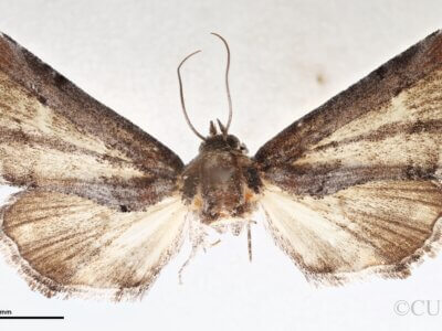 dorsal view of adult Marathyssa minus