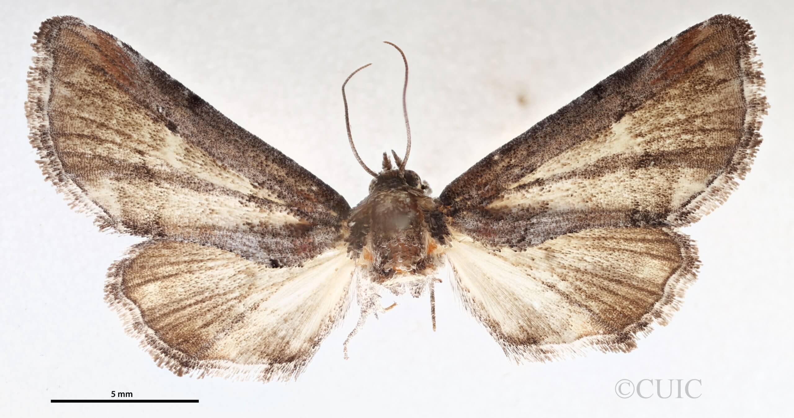 dorsal view of adult Marathyssa minus