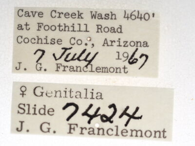 label view of adult Marathyssa minus